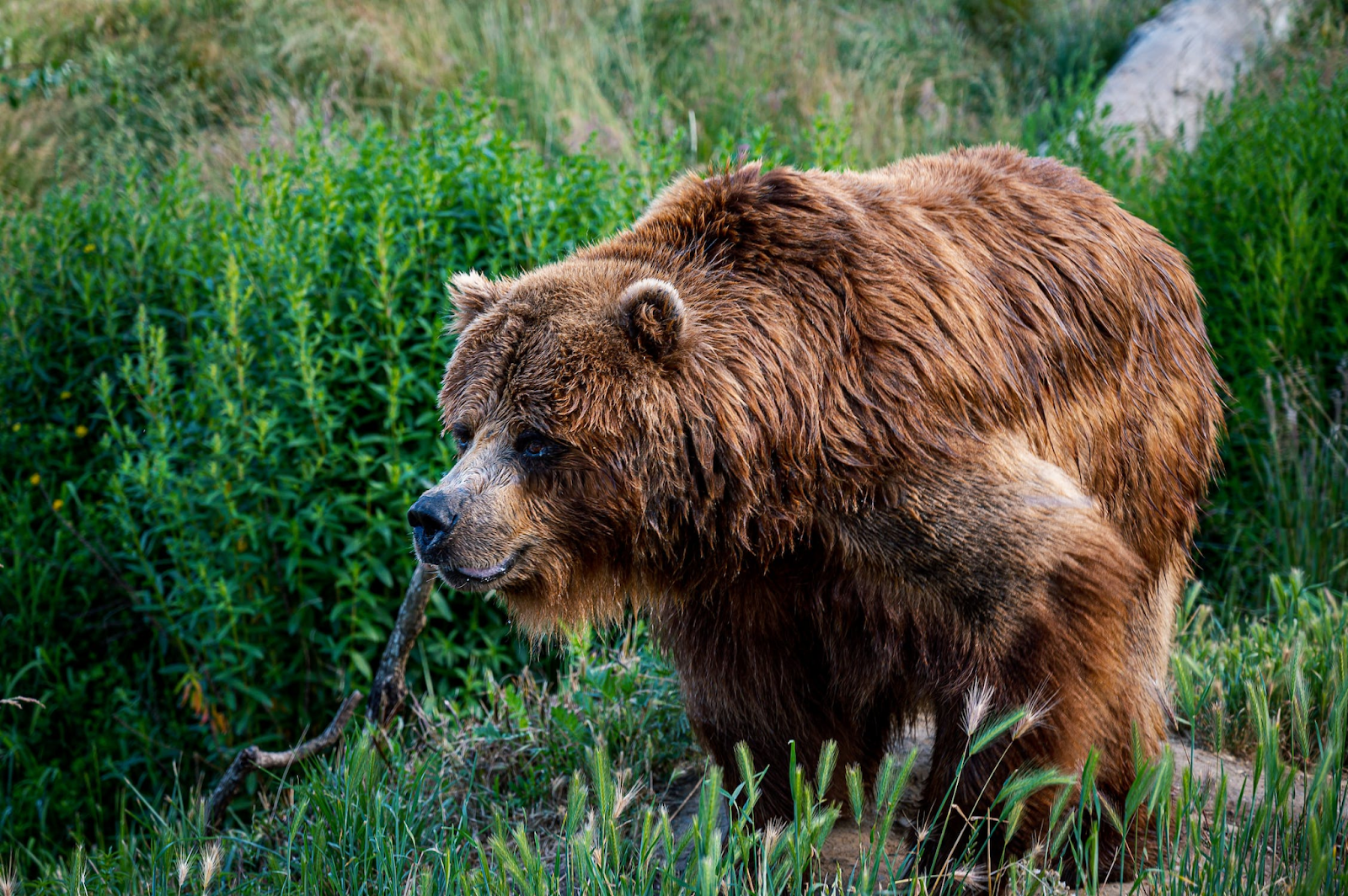 Wildlife Groups Sue Railroad Company Burlington Northern Santa Fe LLC Over Lack of Plan to Protect Grizzly Bears